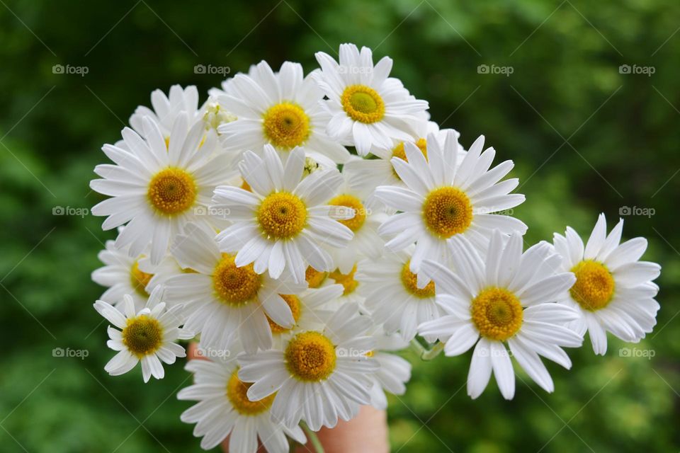 camomile flowers in the hand green background summer time