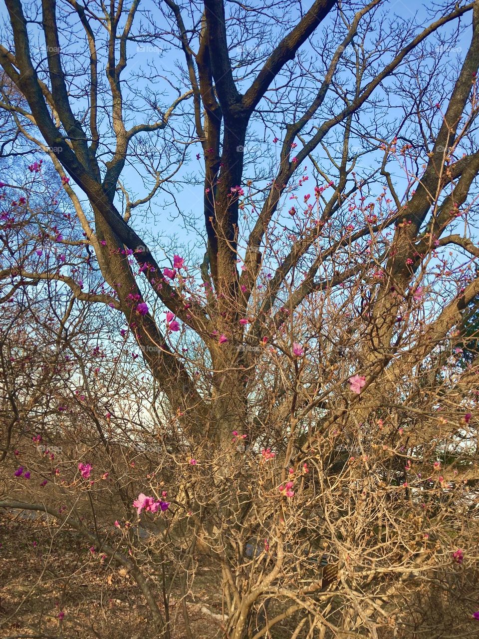Signs of spring in the golden hour