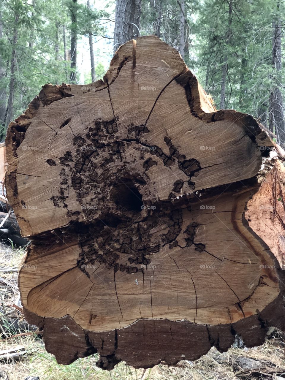 Sawed Tree