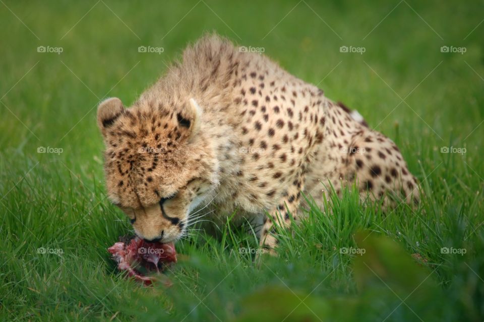 Who would like to feed this cat? ;)