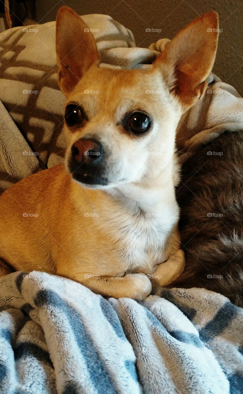 Lacy Girl. my lil Rescue chihuahua