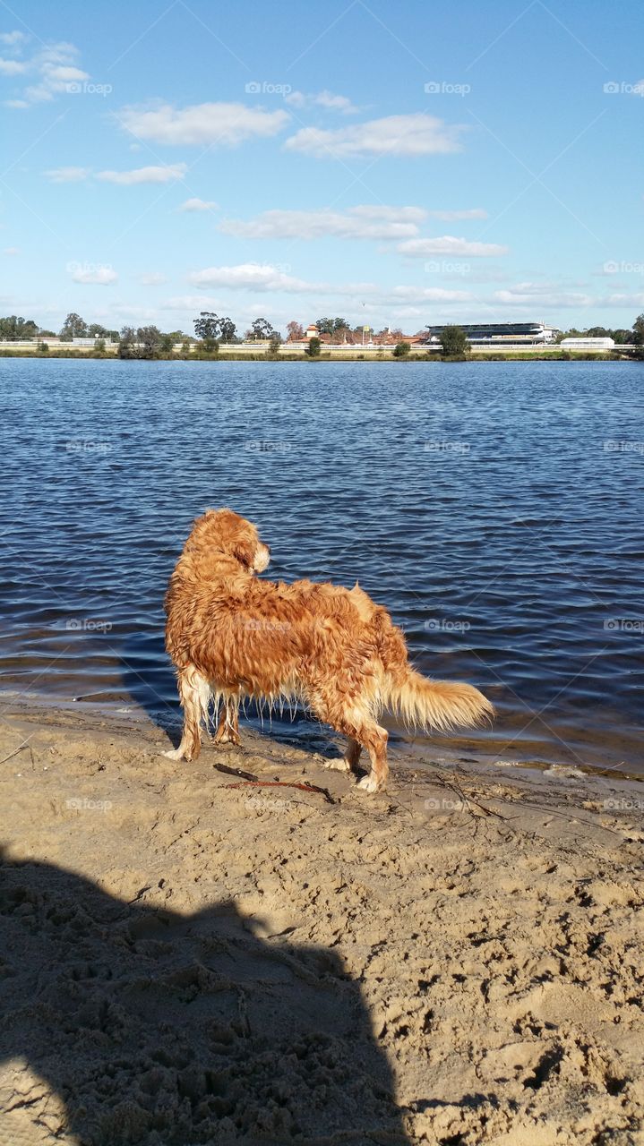 Wet dog