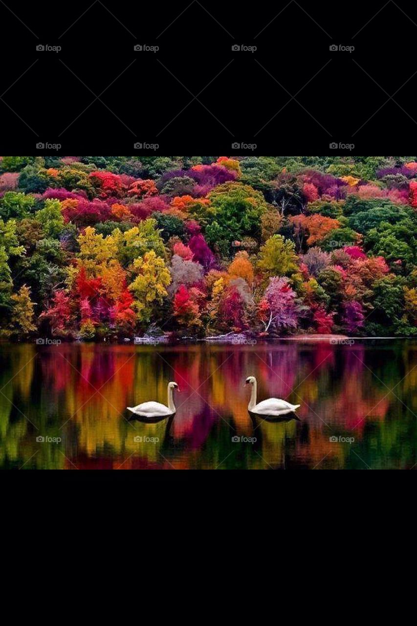 Swan Fall Pond