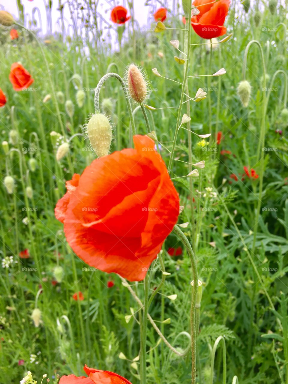 Close up poppy