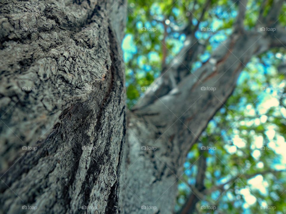 An up close view of a tree trunk