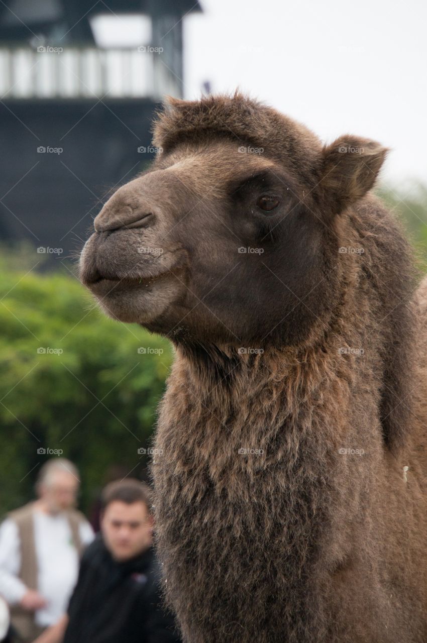 Camel 