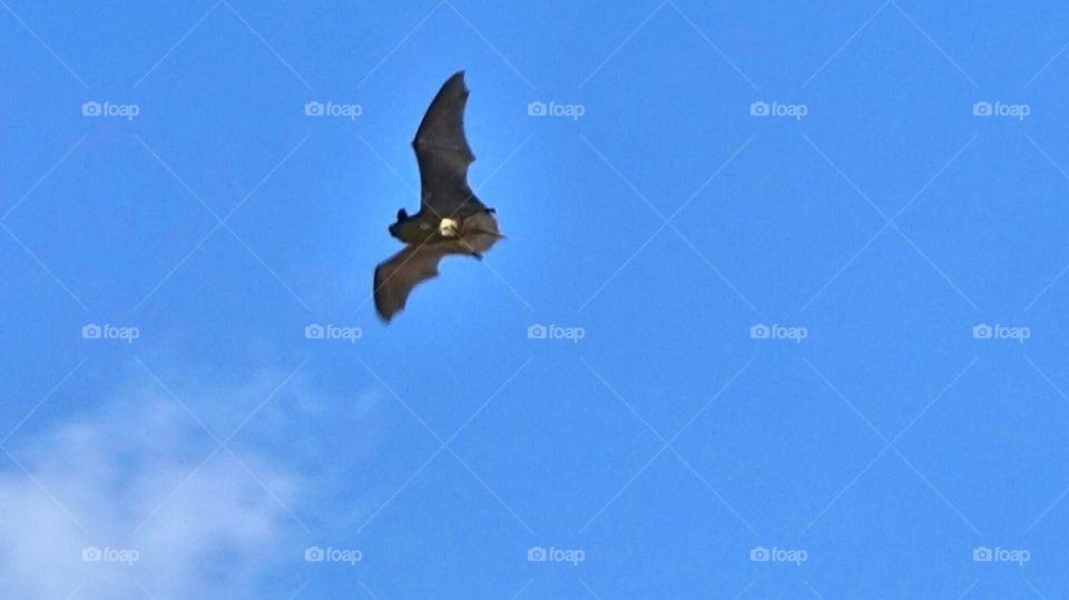 spring! bats flew. sky