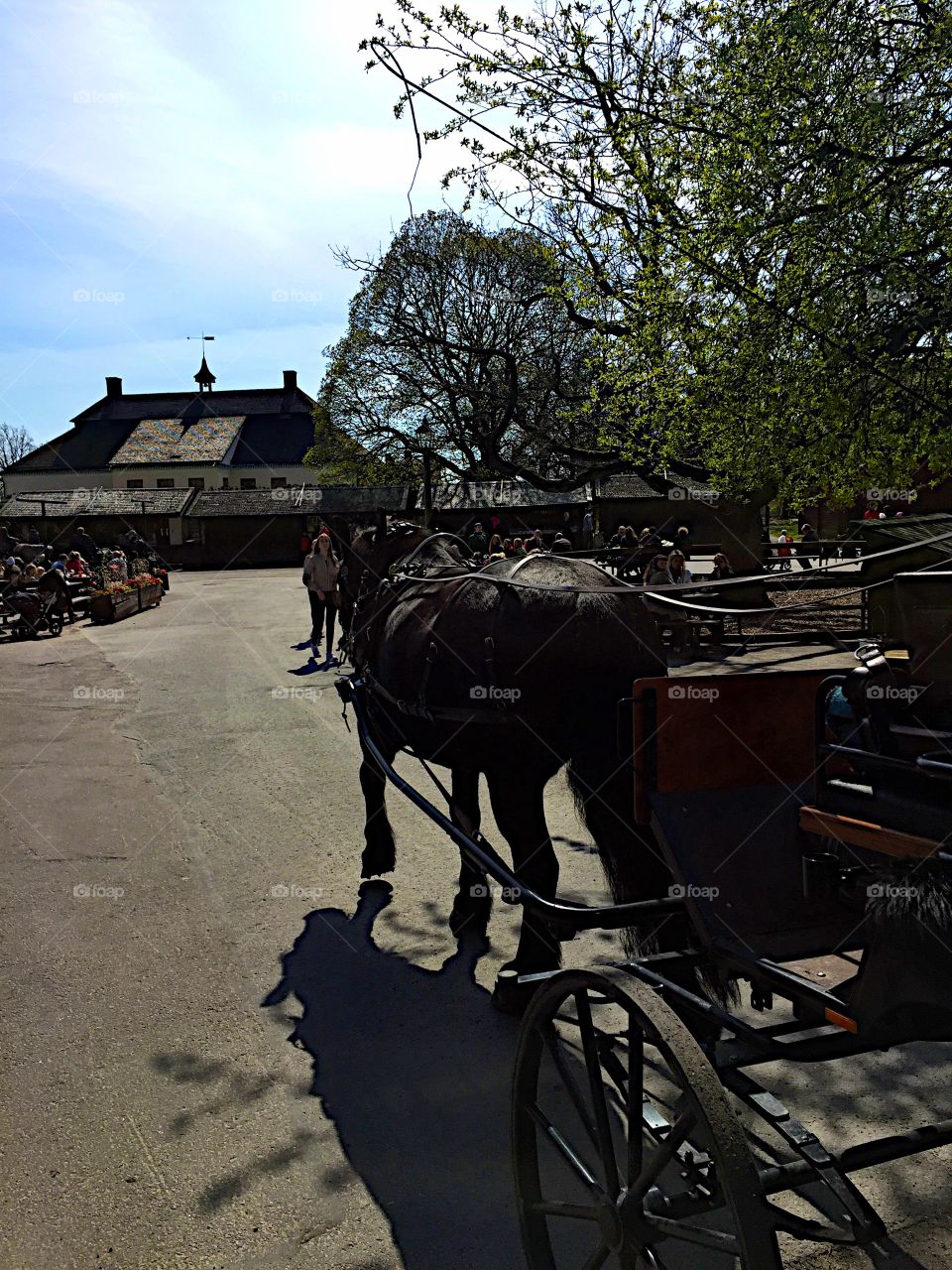 Horse-drawn carriage! 