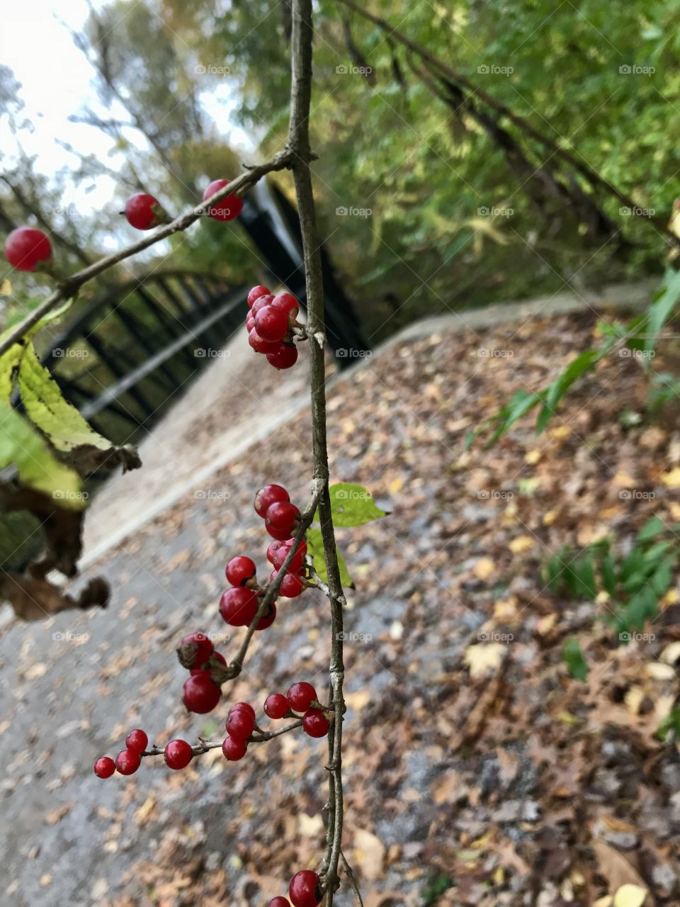 Fall- on the trail running!