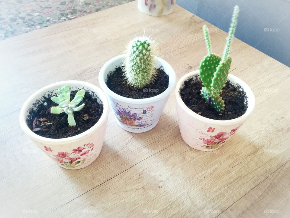 Happy little succulents on my coffee table, in cute pinkish pots enjoying the sun coming in❤