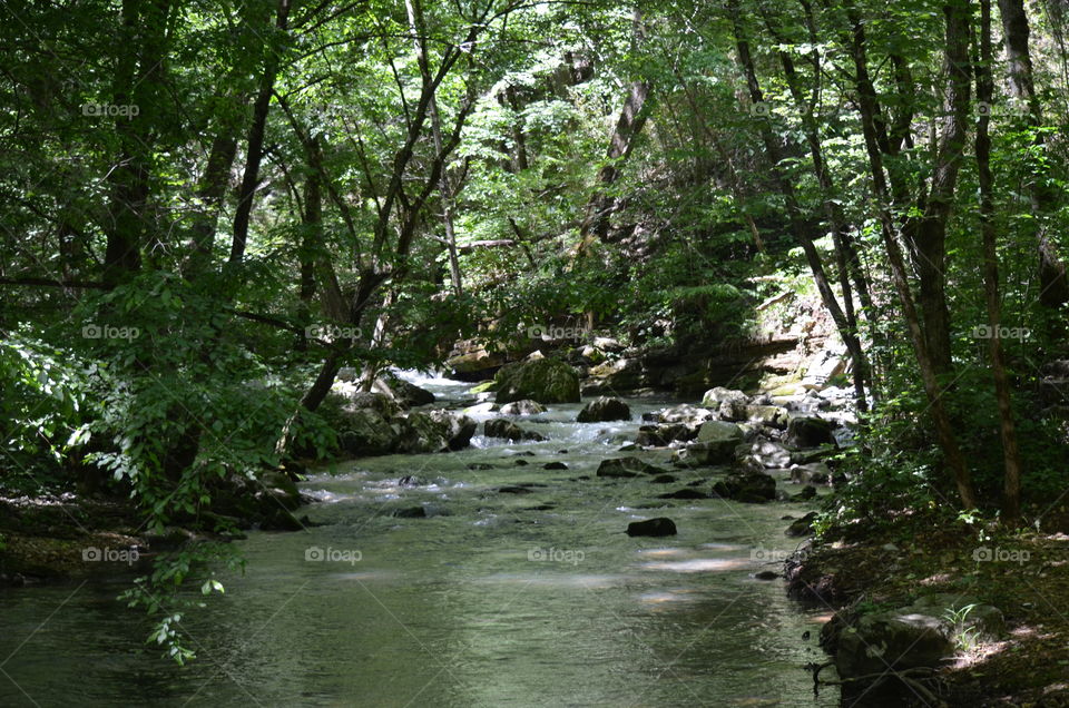 nature, river, forest