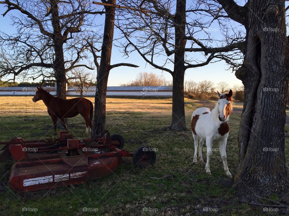 Horses on the farm