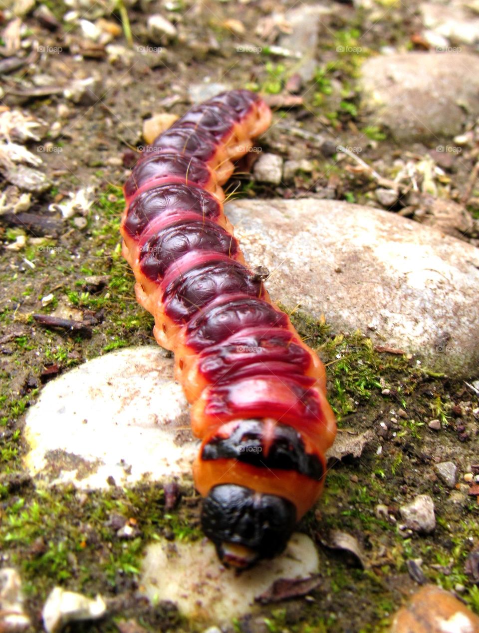 caterpillar