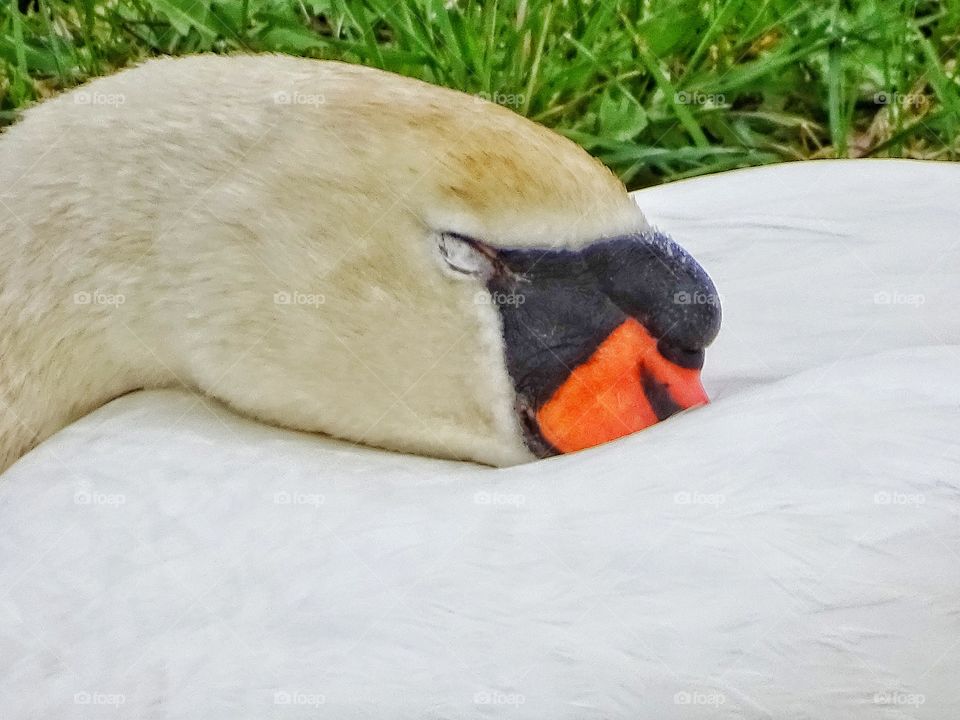 Swan headshot