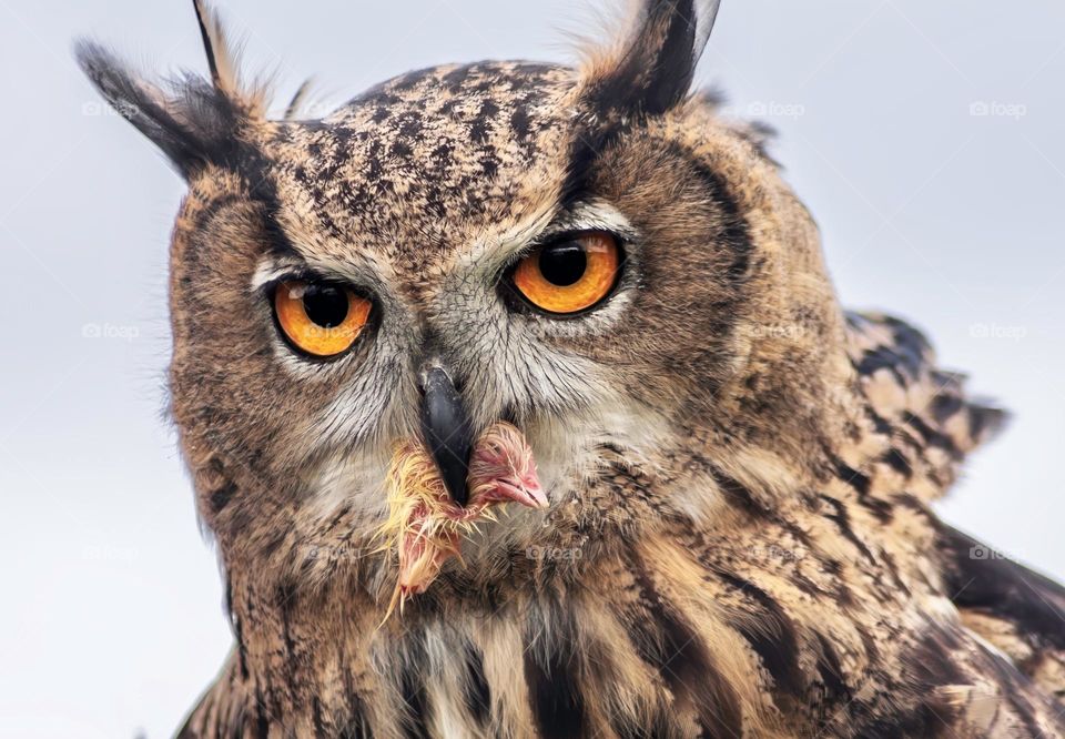 Eurasian Eagle Owl with prey in its beak