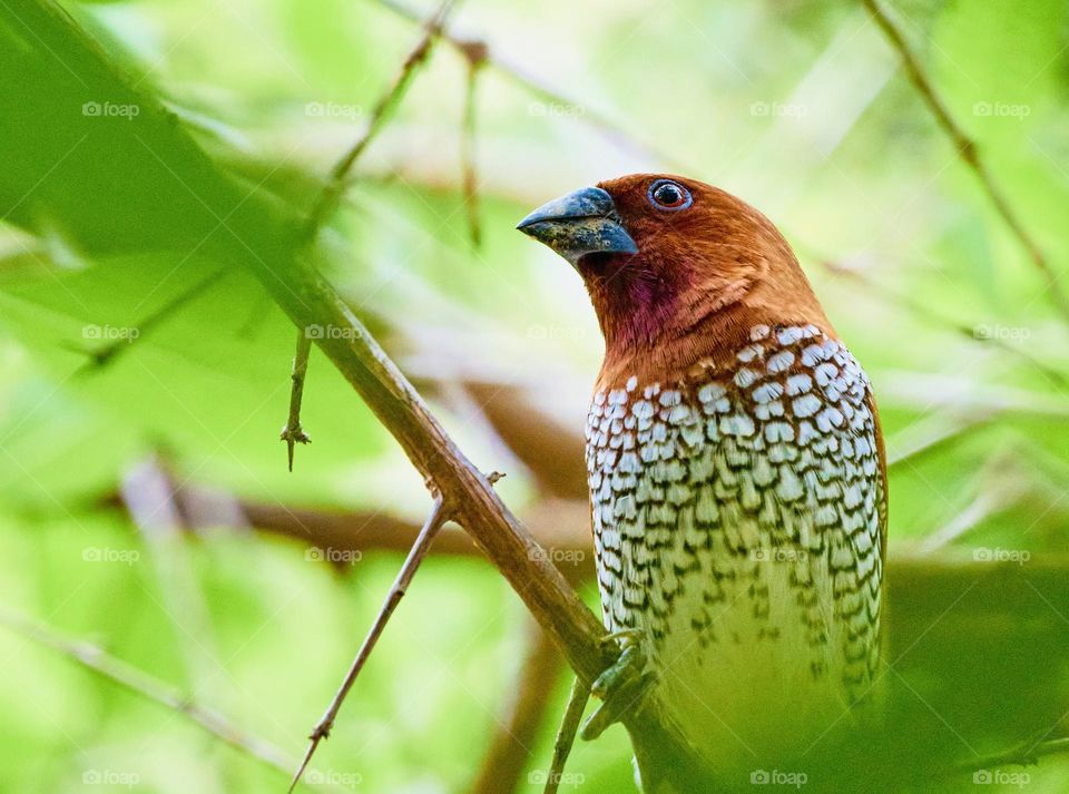 Bird photography - Scaly breasted munia 