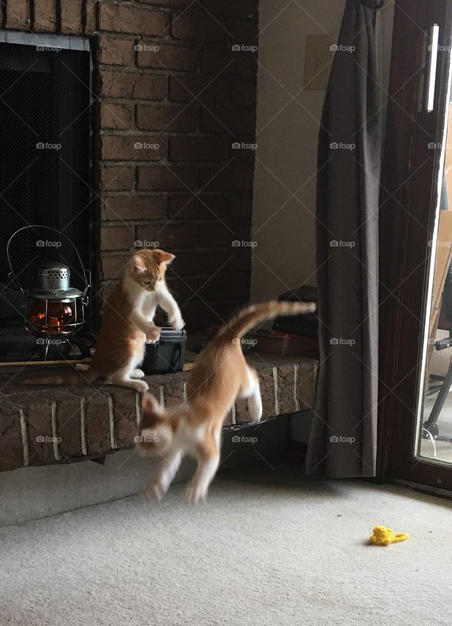 Playful kittens 