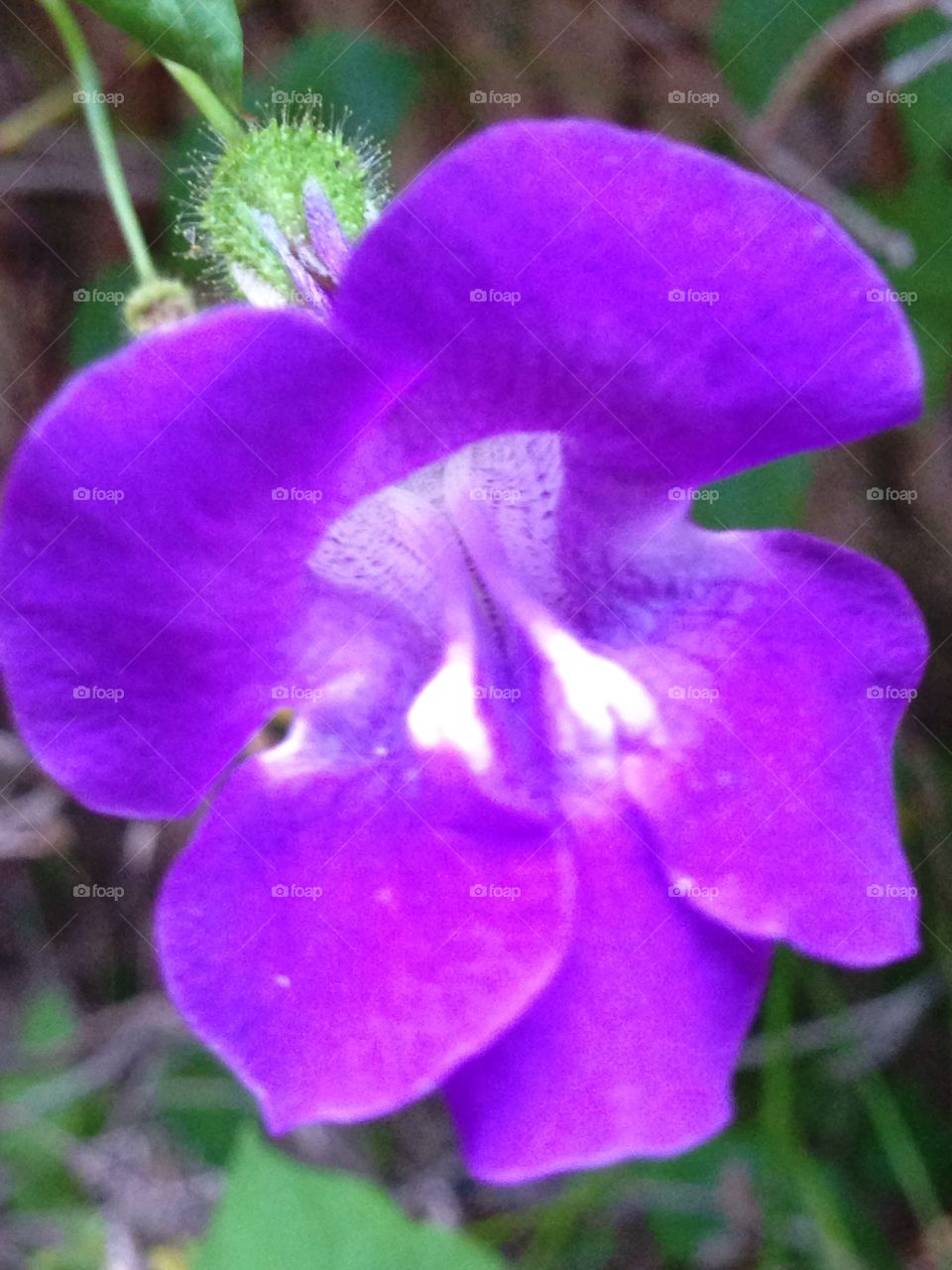 Close-up flower from garden