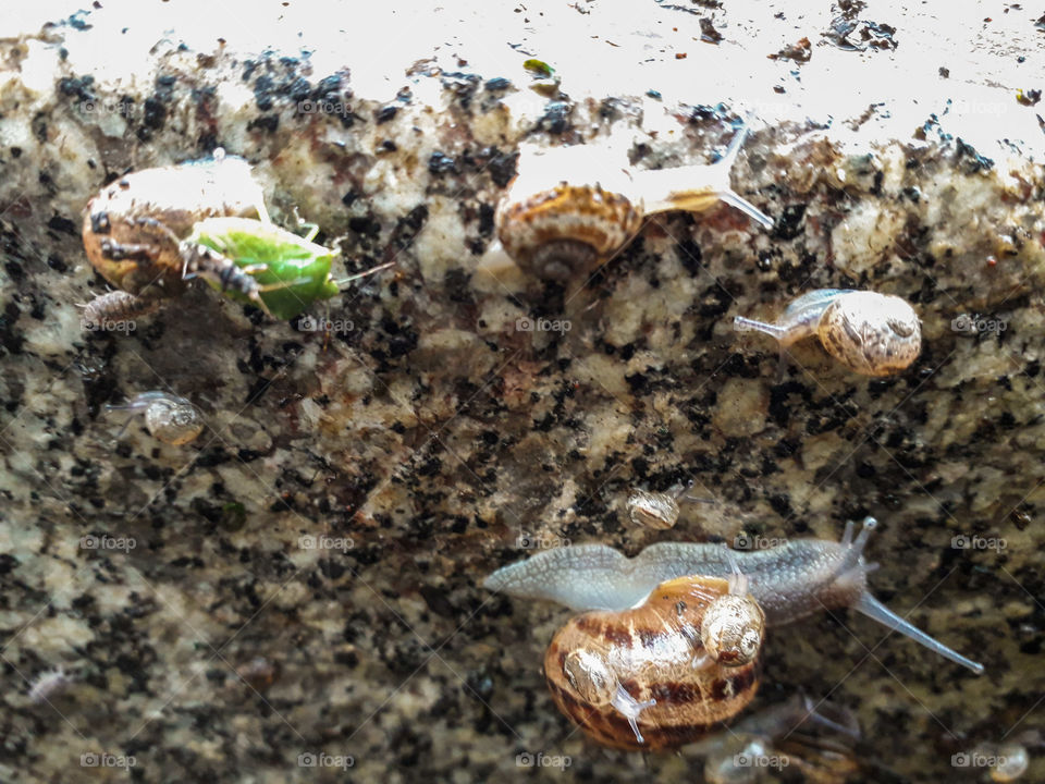Group of snails