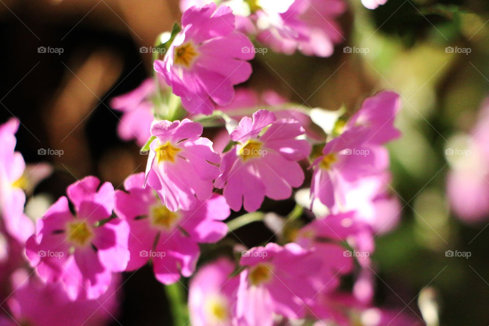 Little and cute purple and pink flowers in spring