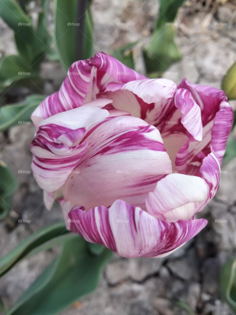 a lonely beautiful tulip blossomed on the field