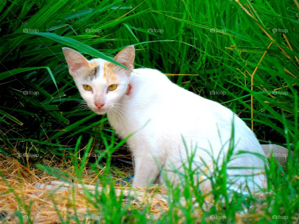 cat in grass field