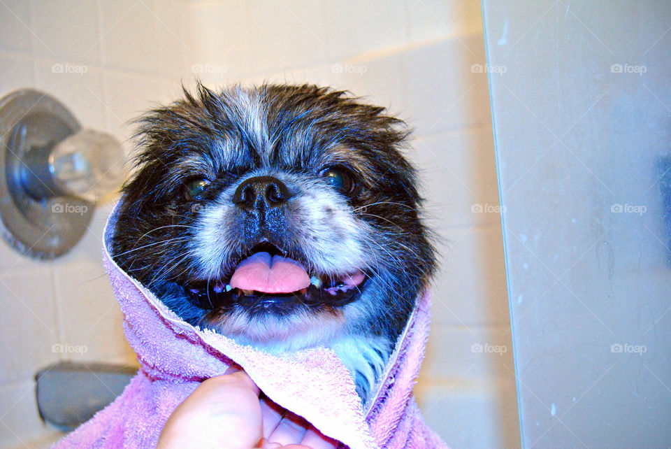 Happy Pekingese dog just had a refreshing bath with towel over head