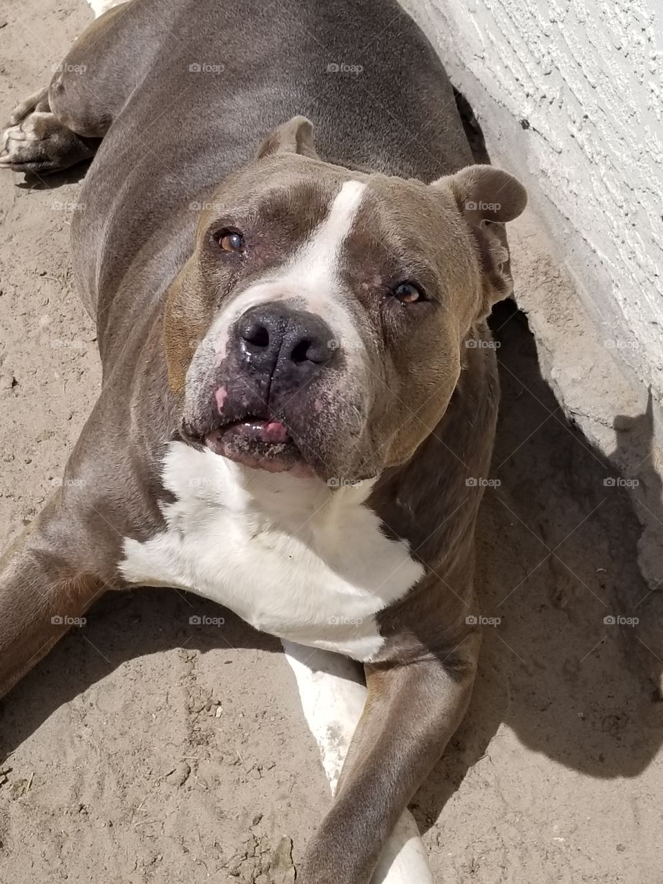 Blue  bull dog Lilly