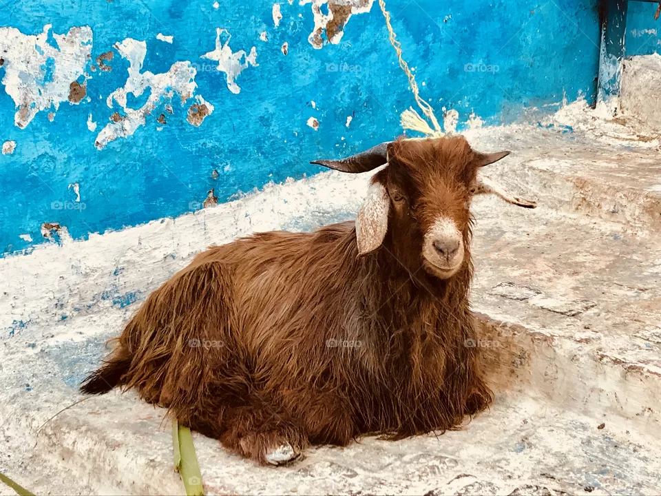 Animal
