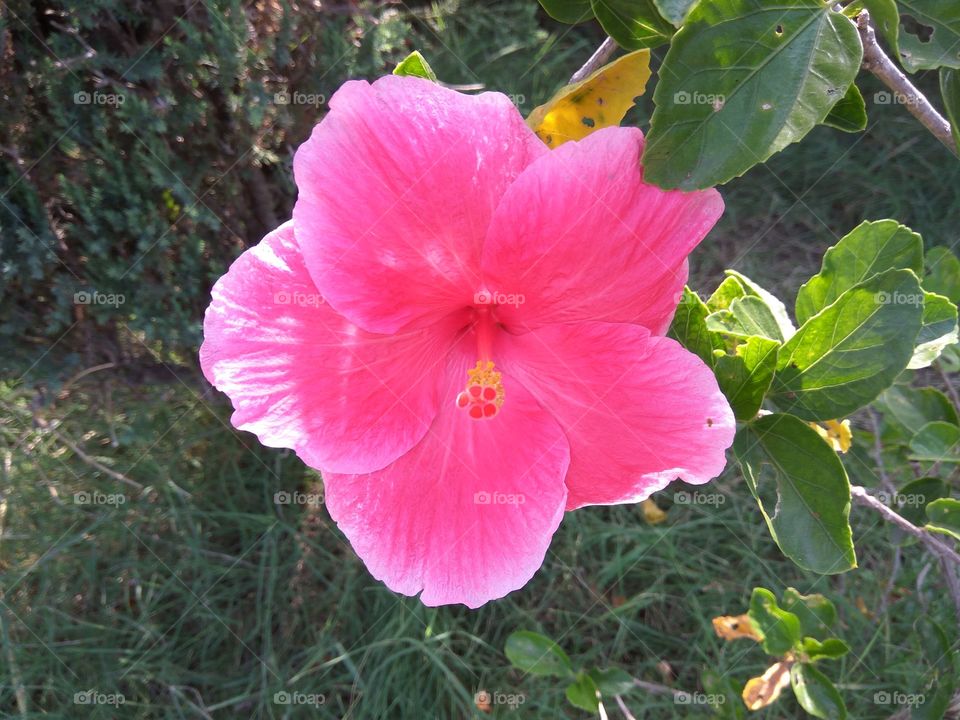 Red color beautiful flower