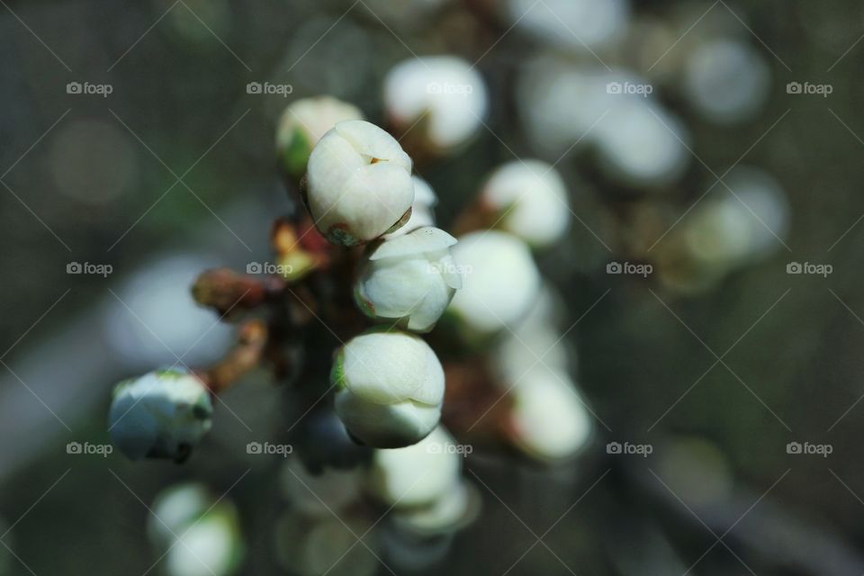 Flower buds