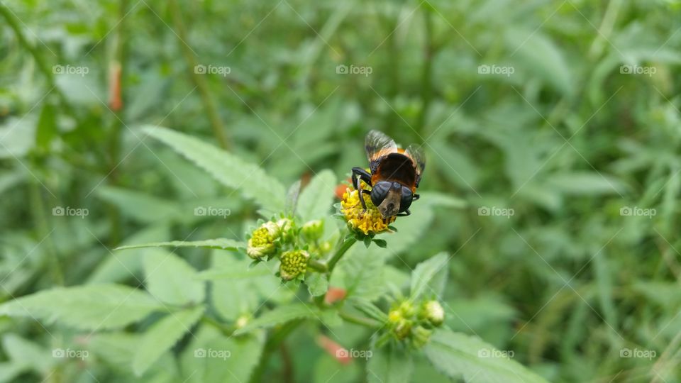 Hoverfly