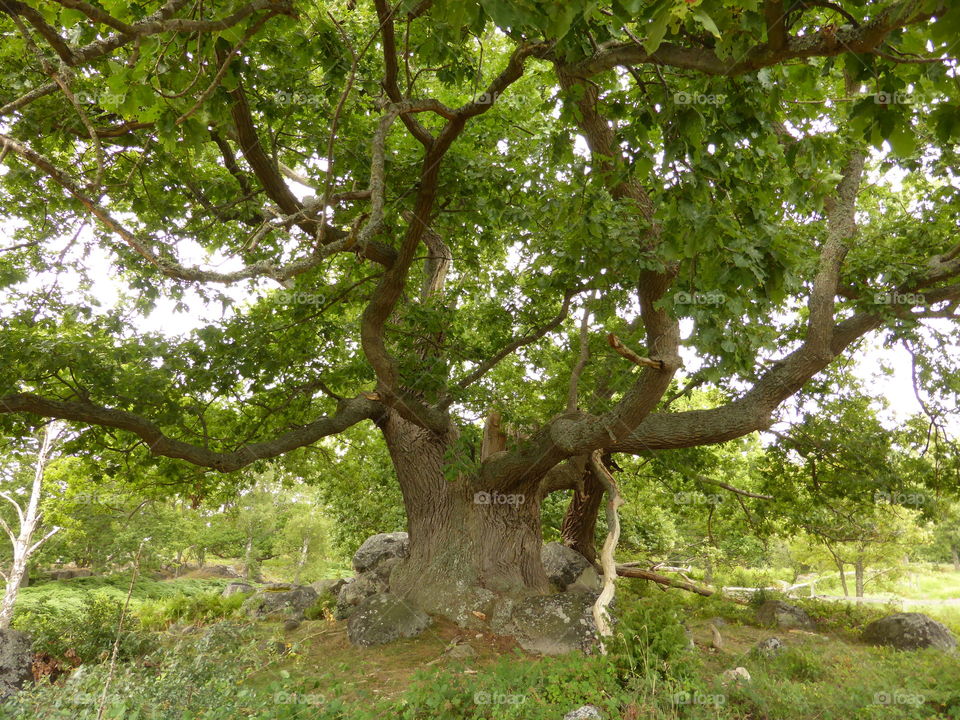 Big old oak tree