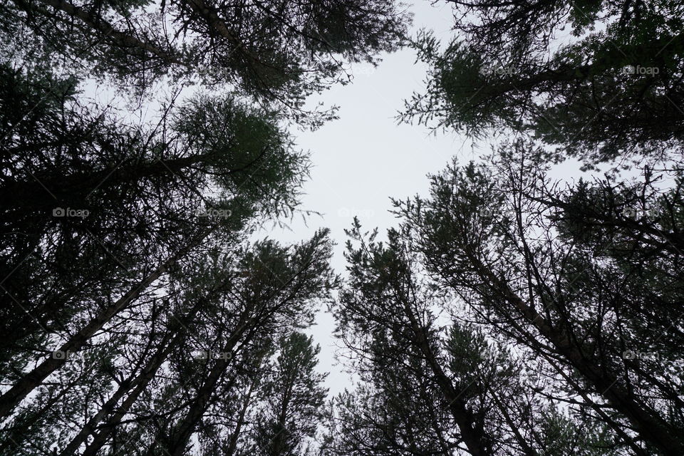 Looking up at tall trees