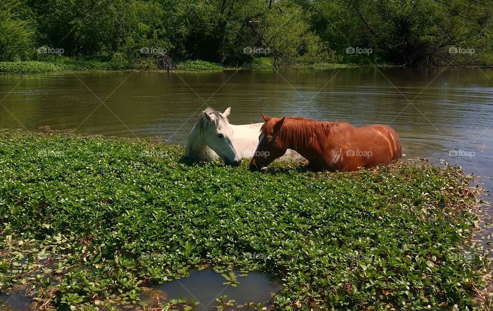 Two horses sharing a swim together in a pond