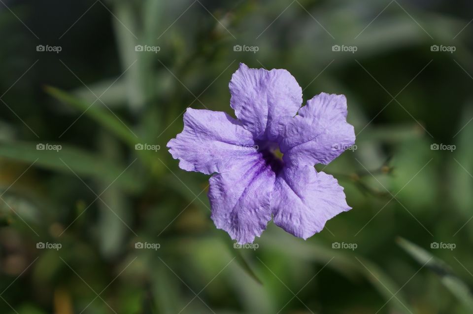 High angle view of purple ruellia flower
