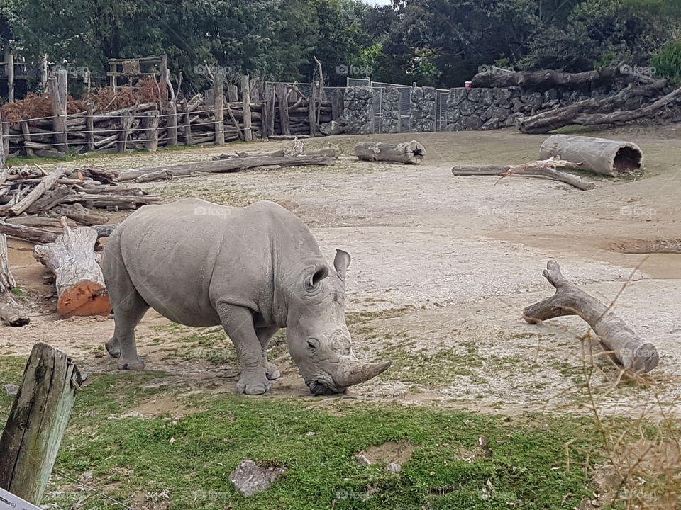Rhino at Auckland Zoo