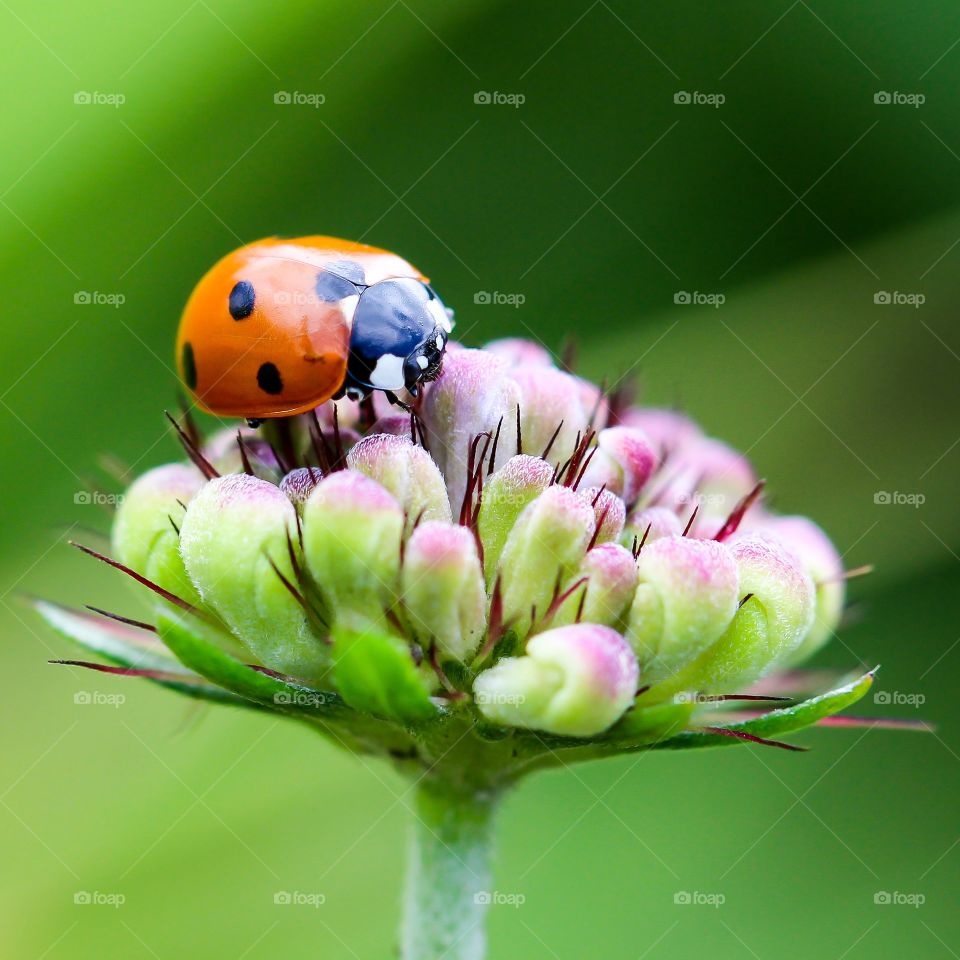 Ladybugs