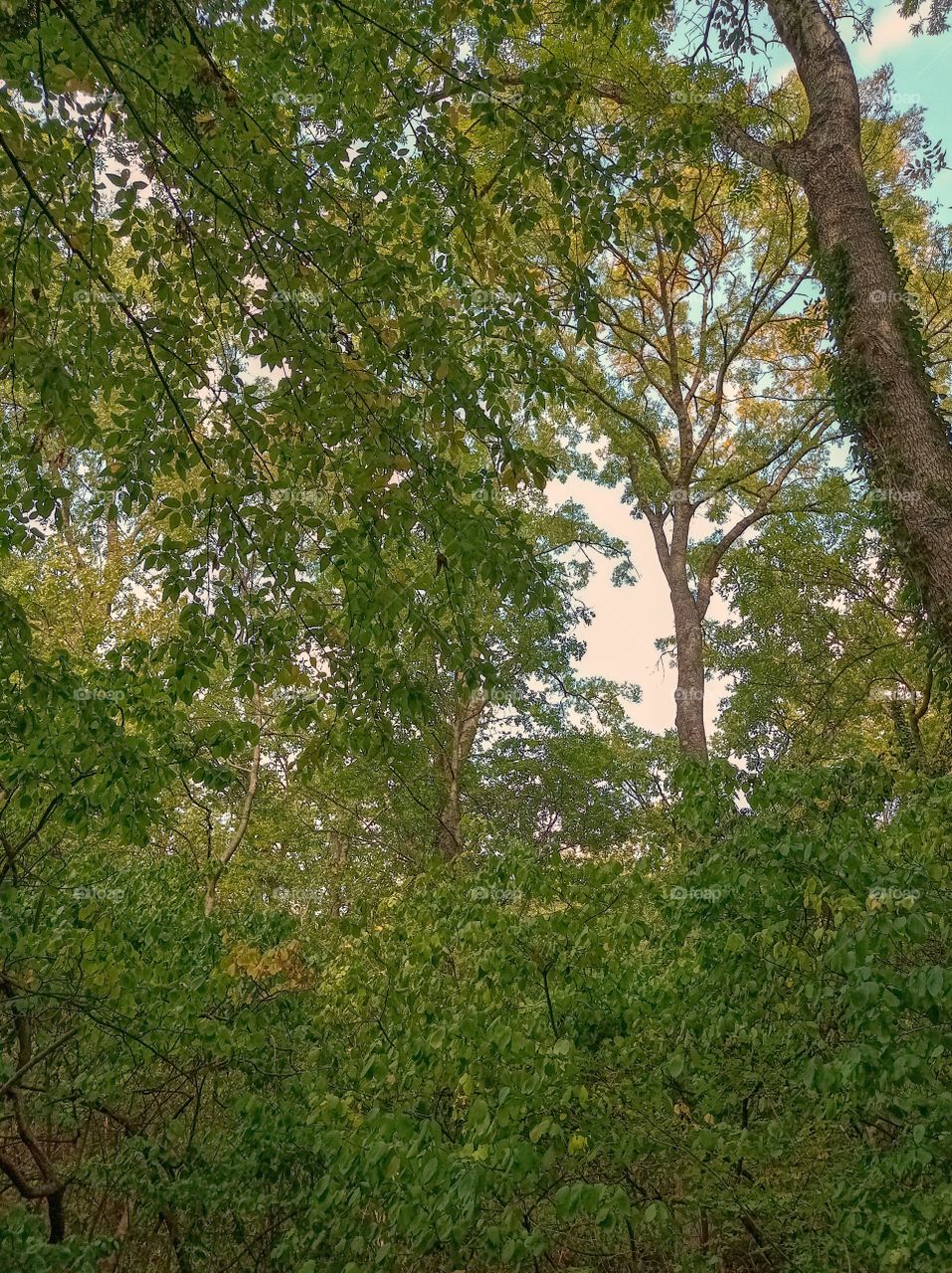 Autumn forest, crowns and branches of trees. The beauty of the forest. You can see the sky through the branches of the trees.