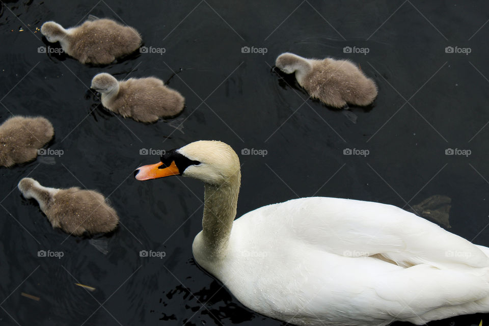 Swan with its chicks