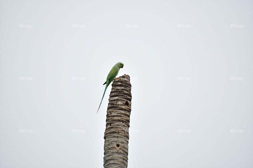 Parrot sitting on trunk