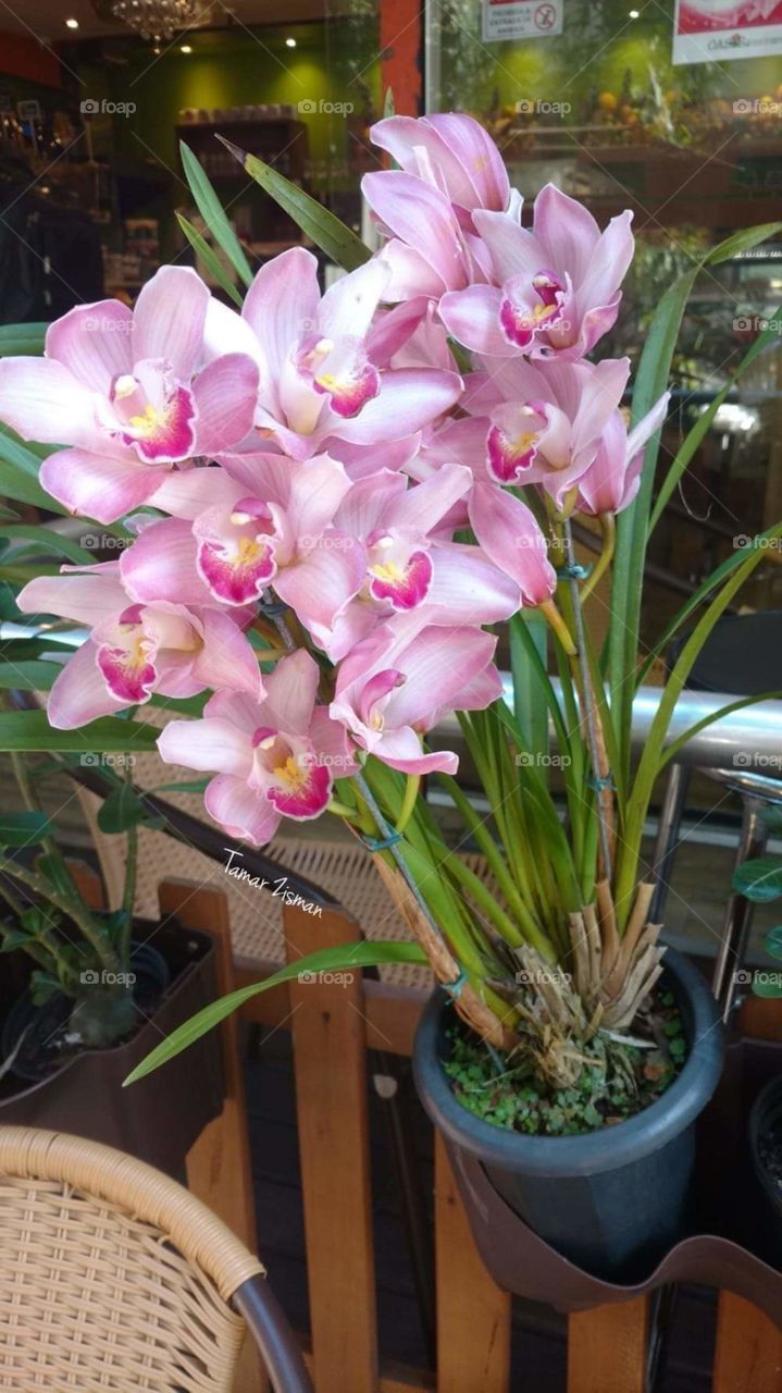 Pink Orchids in Copacabana