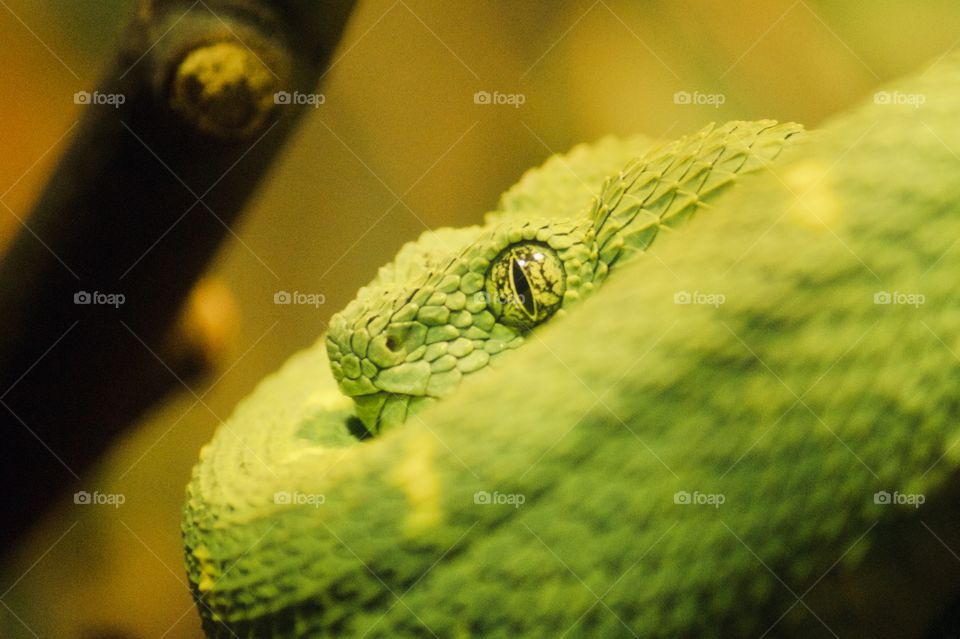 Green Snake eyes