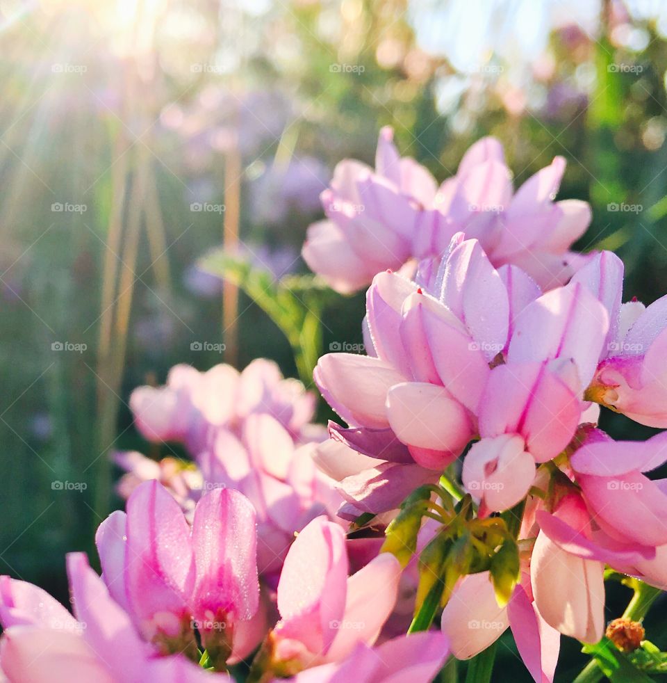 Pink flower bloom in garden