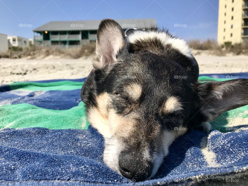 Doggie beach day 
