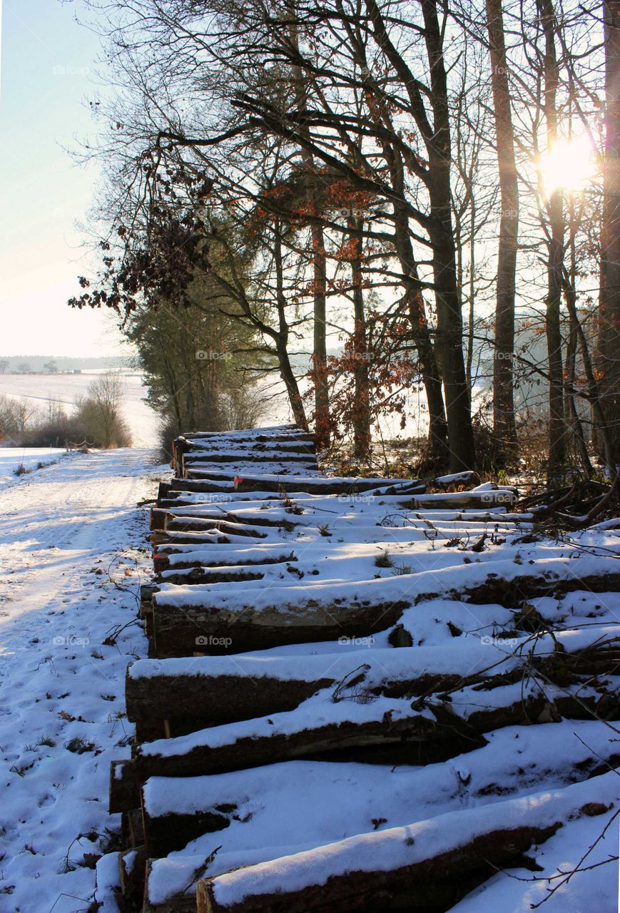 firewood lying at the edge of the woods