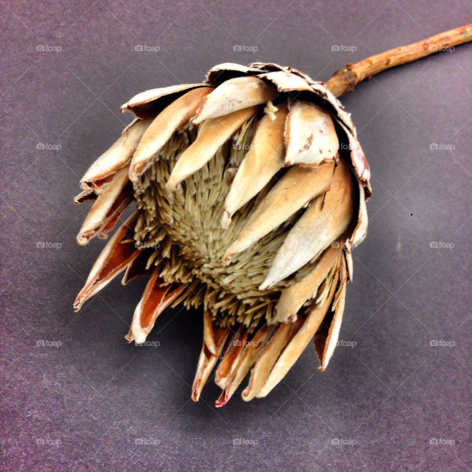 No Person, One, Still Life, Grow, Jewelry