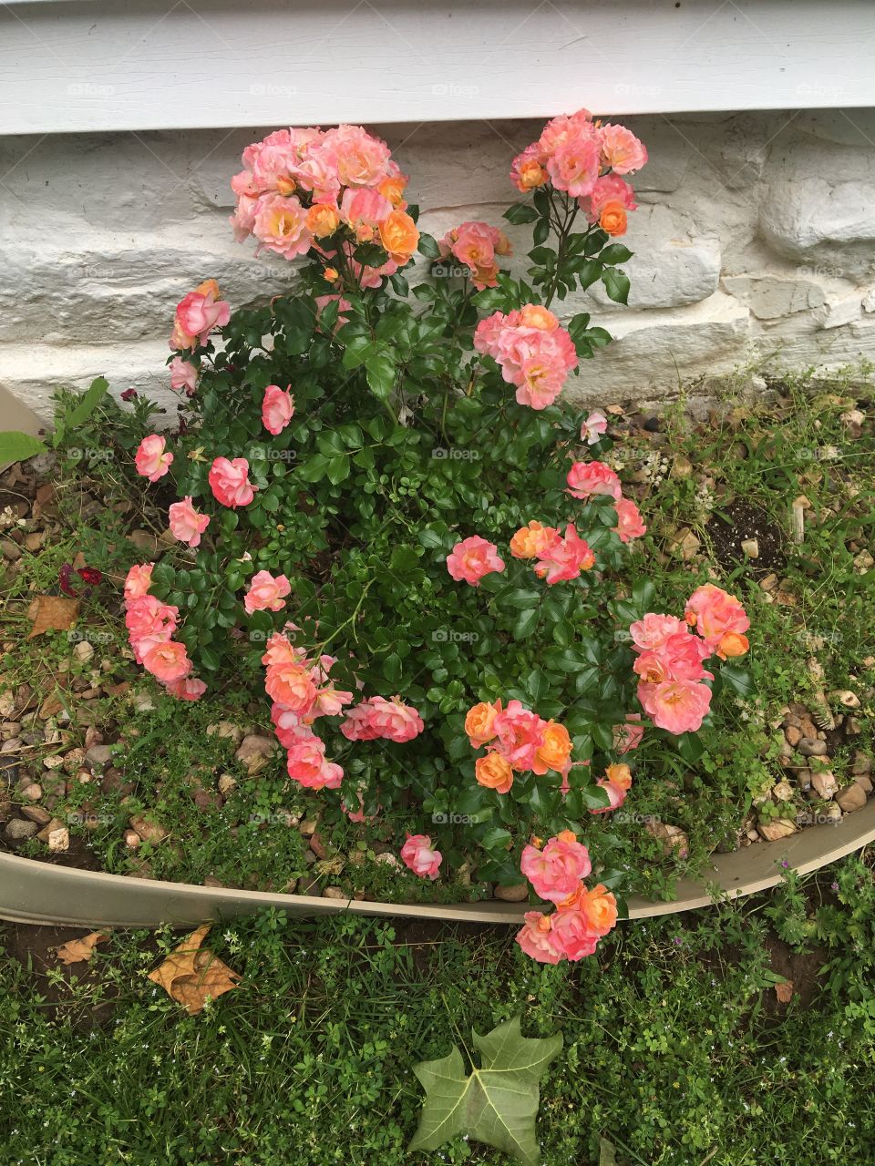 Planted last year and look at it now! My peach roses are going crazy in one of my flower gardens.