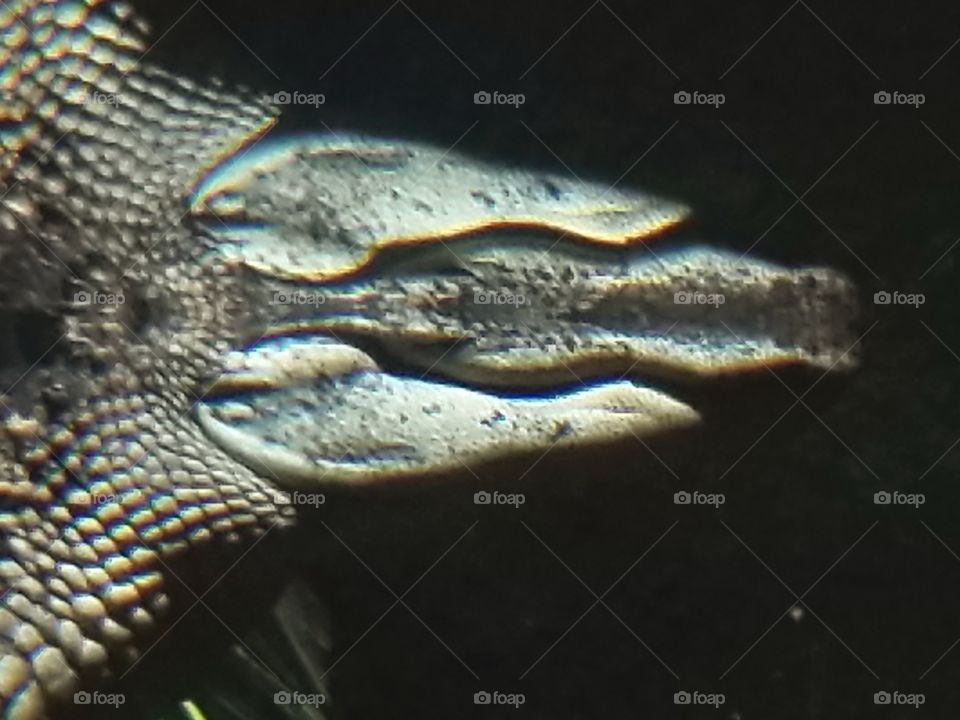 alligator submerse