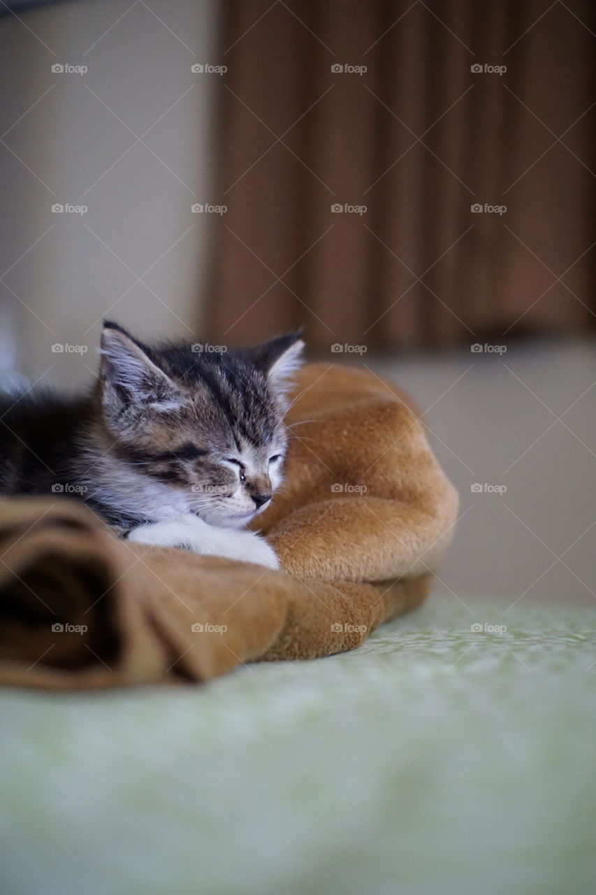 cat sleeping in bedroom with banket